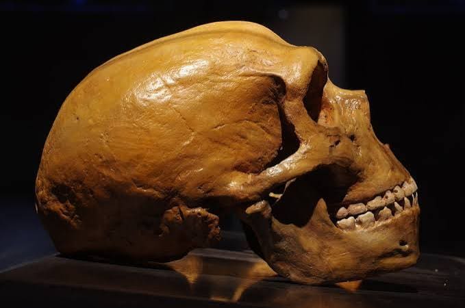 skull2
